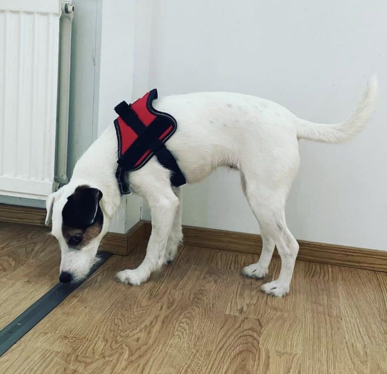 Homekoira löytää homeen hajua lattian alta.