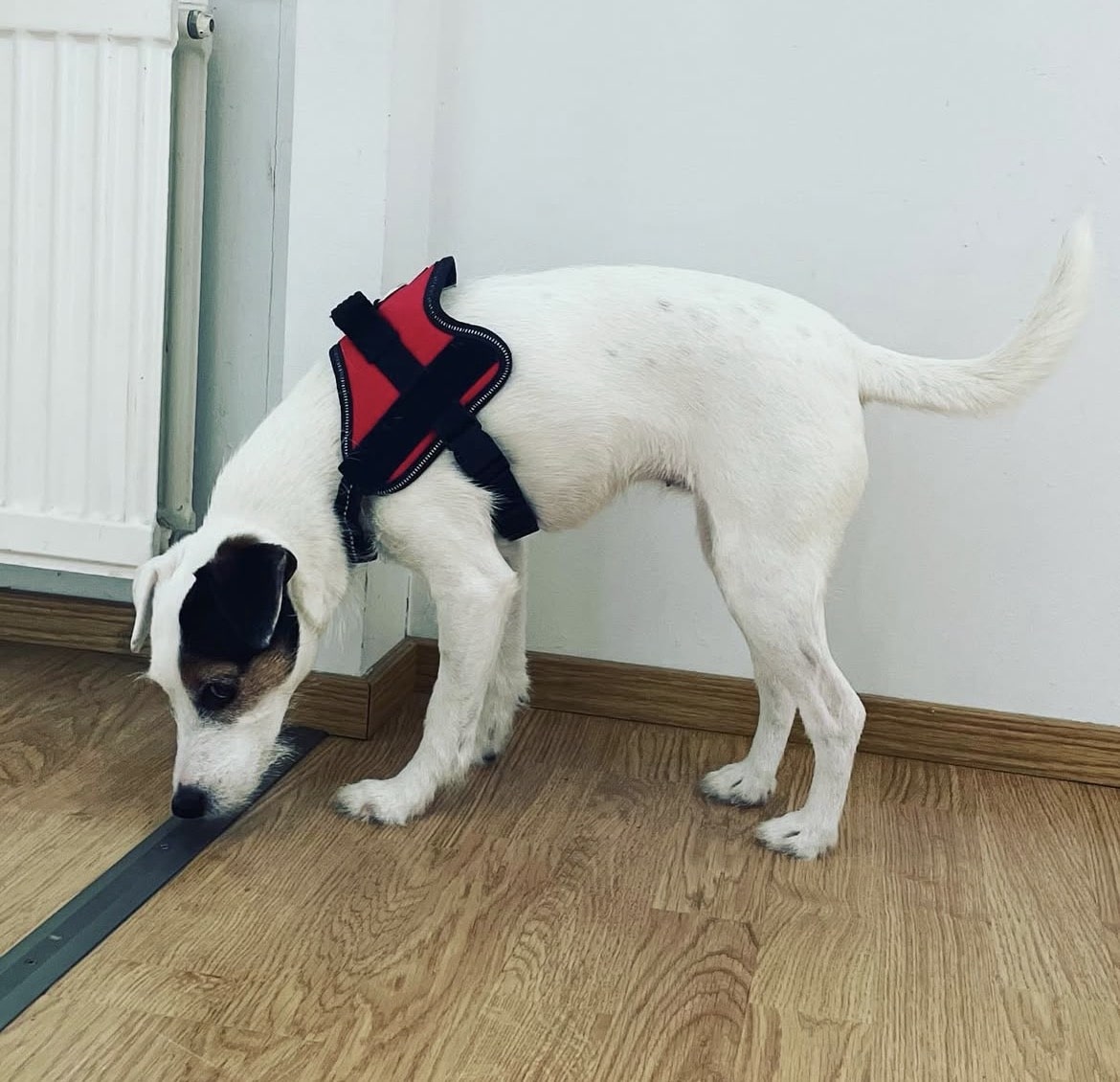 Homekoira löytää homeen hajua lattian alta.